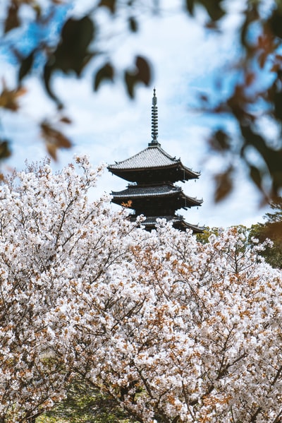 白樱花树白天